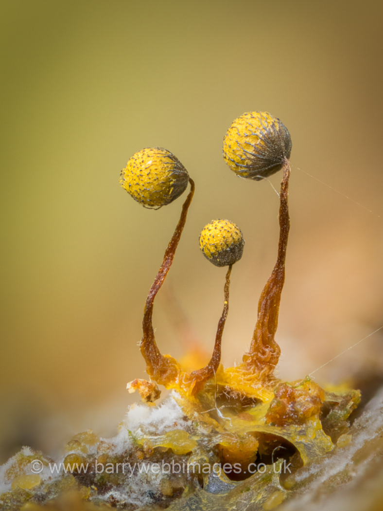 Photo © Barry Webb Cribraria aurantiaca by Barry Webb